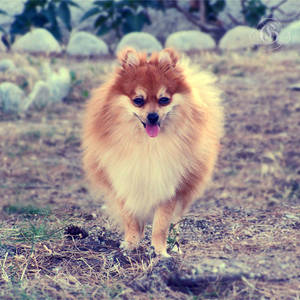 Gerry the pomeranian