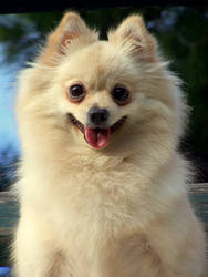 Pommie the Pomeranian