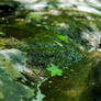 Leaves on The Water