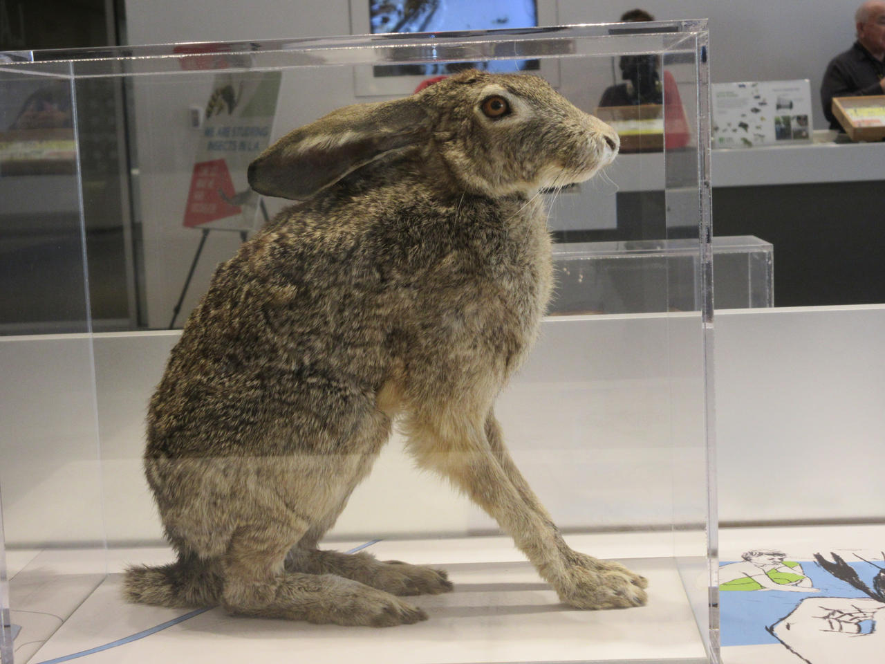 Black-Tailed Jack Rabbit #2 by reneg661 on DeviantArt