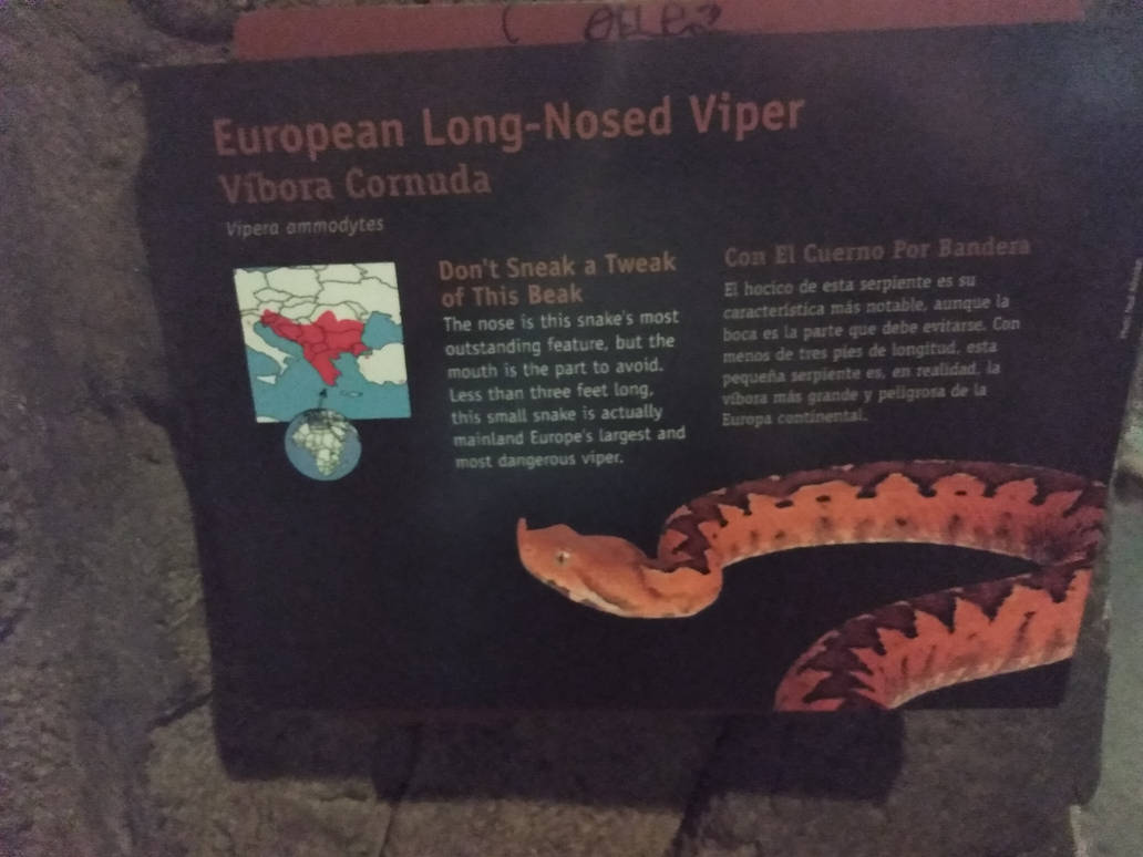 European Long-Nosed Viper Sign by reneg661 on DeviantArt