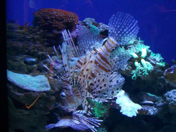 Spikey Fish by reneg661 on DeviantArt