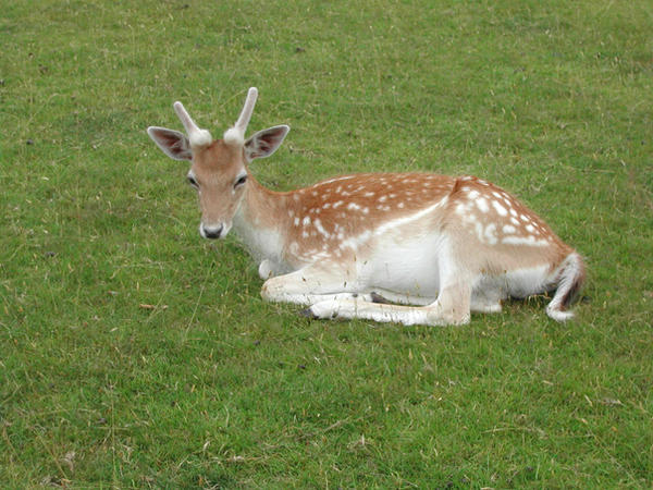 Knole Grounds 4