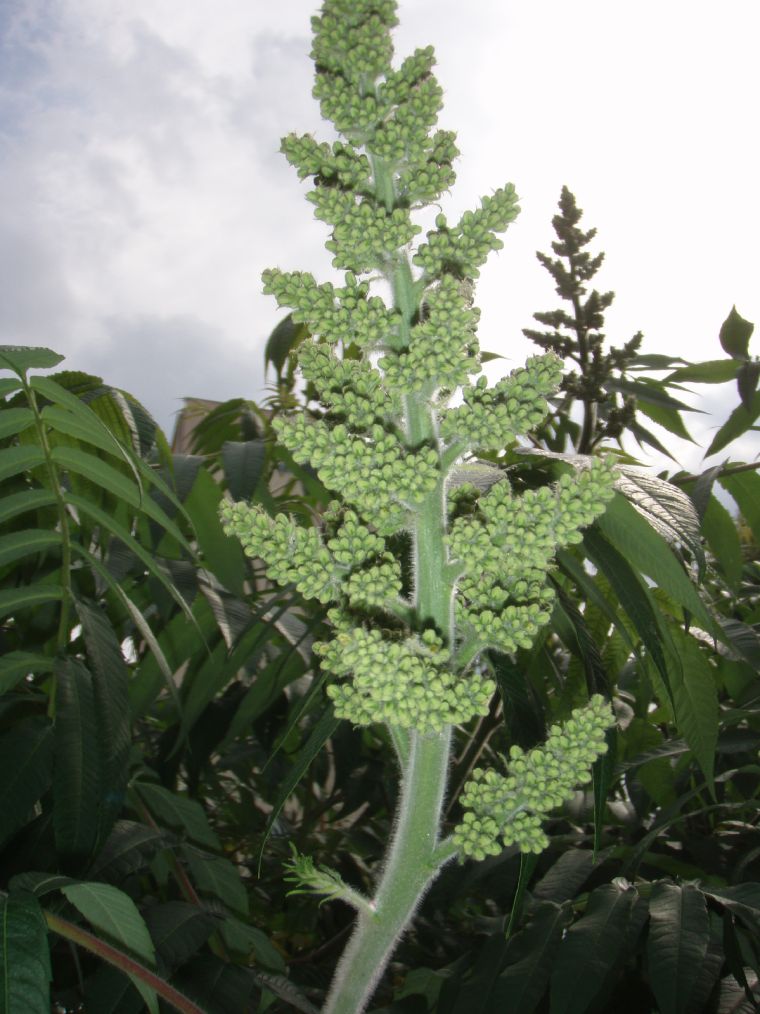 Rhus by Beatrice88 on DeviantArt