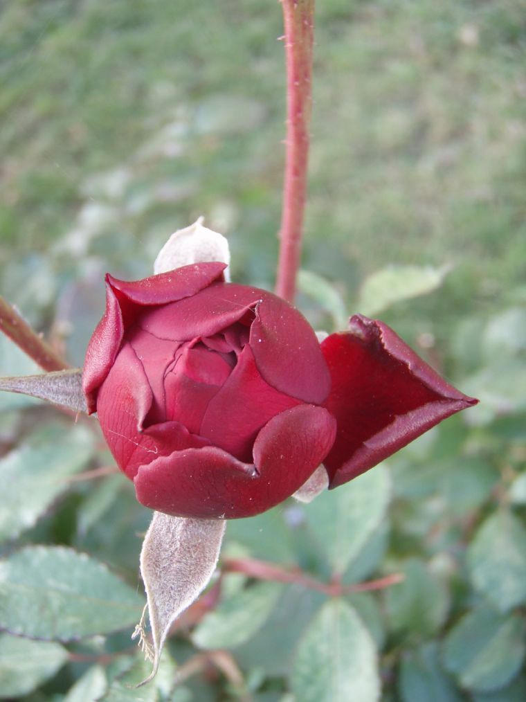 immature rose by Beatrice88 on DeviantArt