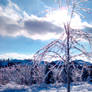 Ice tree