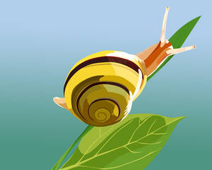 Snail