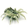 Two Dollar Spider
