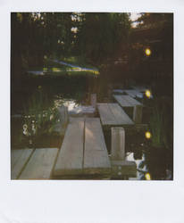 Polaroid1