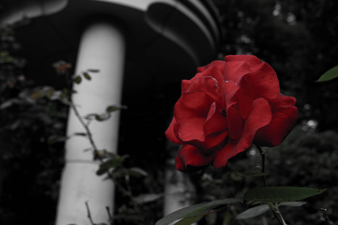 ten red roses by fallenxartist on DeviantArt