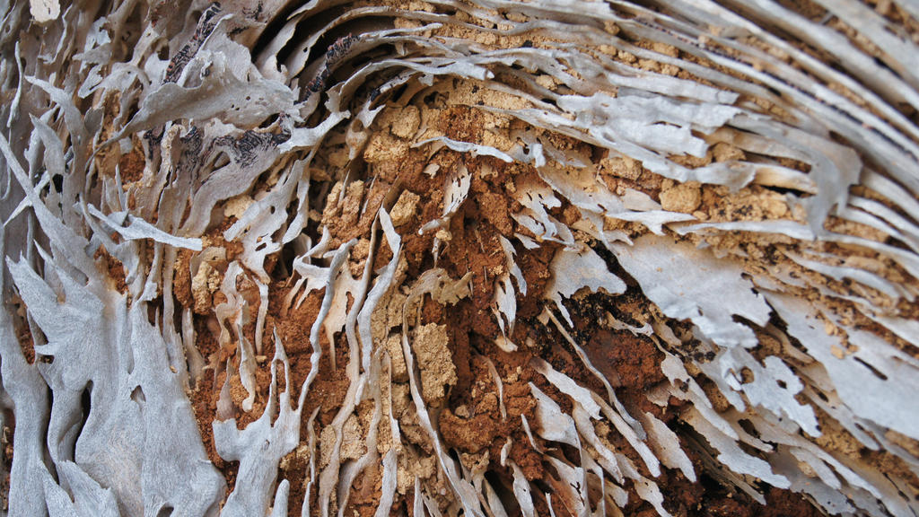 Wood rot texture by Sammy-Lol on DeviantArt