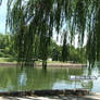 Near the Lake