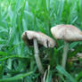 mushroom stock 01