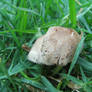 mushroom stock 02
