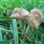 mushroom stock 03