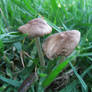 mushroom stock 04