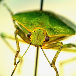 Hemiptera Stink Bug