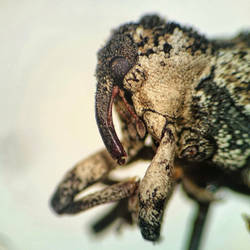 Weevil HD