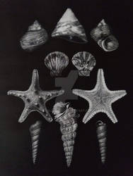 Shells per Haeckel