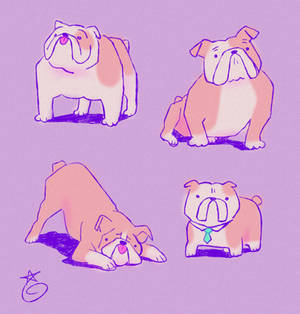 doggust day 4 bulldog