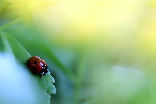 ladybug