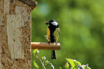 Great tit by sourpepper