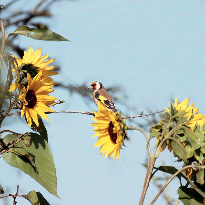 European goldfinch on sunflower