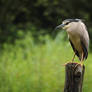 Suspicious black-crowned heron