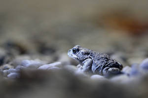 Toad in the night