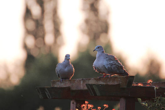 eurasian collared doves