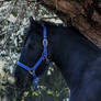 La serenite (young Friesian horse)