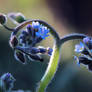 Myosotis (forget-me-not)