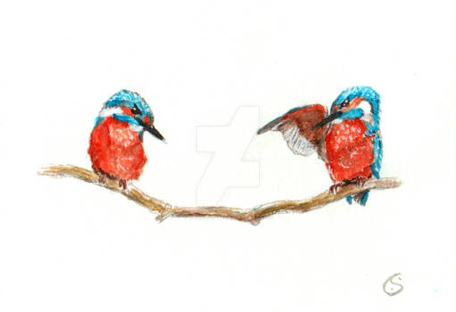 Kingfishers