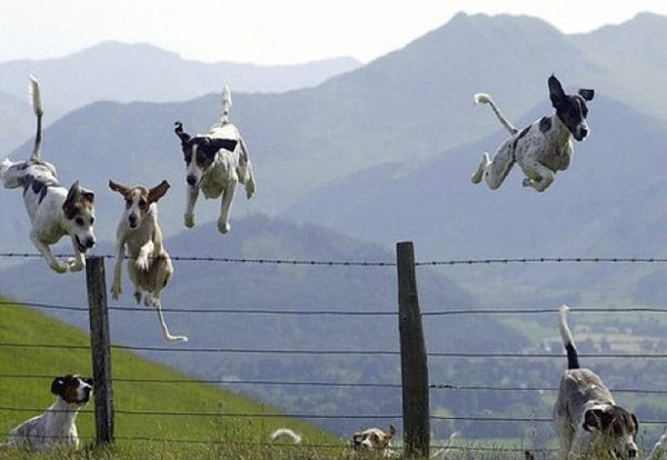 flying dogs