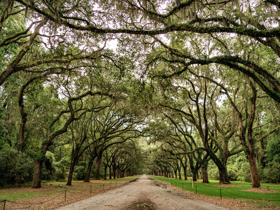 Wormsloe Plantation in Savannah, Georgia_3