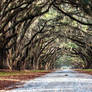 Wormsloe Plantation in Savannah, Georgia_5