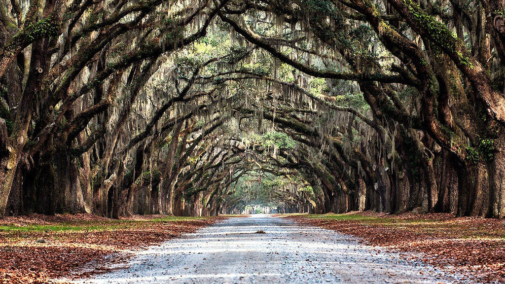 Wormsloe Plantation in Savannah, Georgia_5 by PhotoshopGirl29