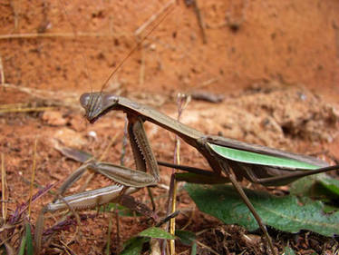 Praying Mantis_1