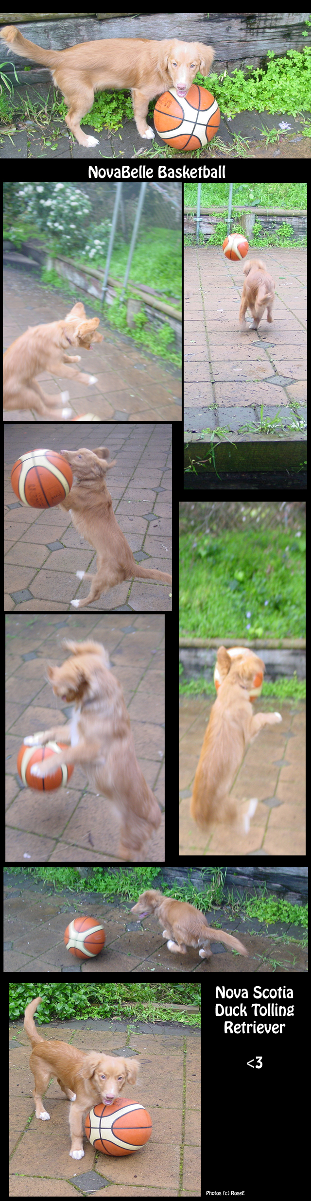 Nova the Basketball Dog