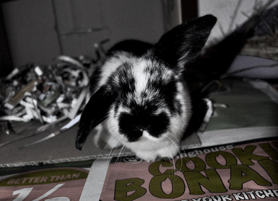 Casper Rabbit by shellLOLface on DeviantArt