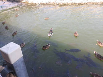 ducks at the lake pt.3