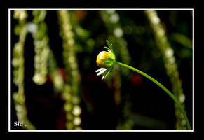 Flower bud