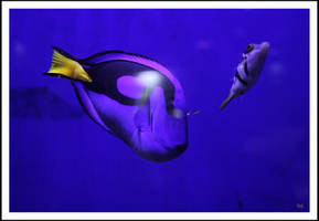 Dory