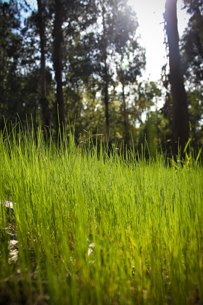 Deep in the grass