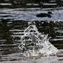 Water Splash Stock2