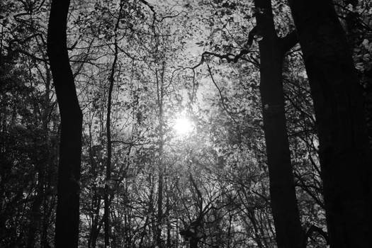 Beautiful morning sunrise shining through trees