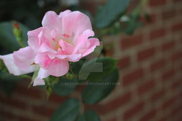 A pretty pink rose in the beautiful morning light