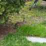 Backyard rabbits 