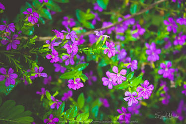 Little Pretty Violet Flowers