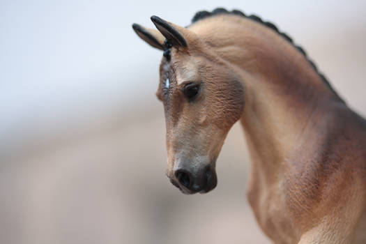 Buckskin Trakehner